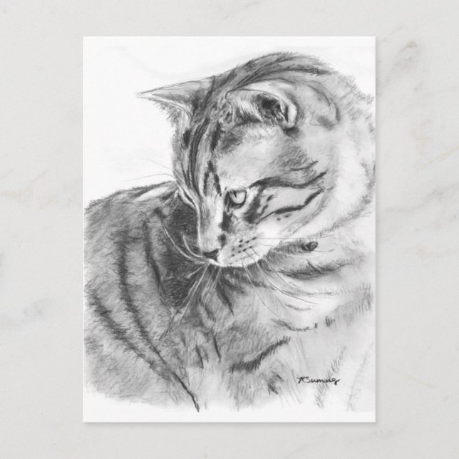 Grey Tabby Cat Sketched in Charcoal Postcard (Front)