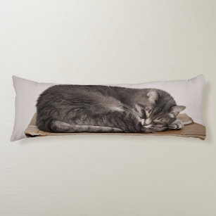 Grey Tabby Cat Sleeping On Box Body Cushion