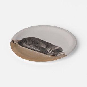 Grey Tabby Cat Sleeping On Box Paper Plate