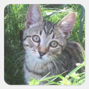 Grey Tabby Cat Square Sticker