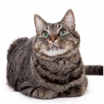 Grey Tabby Cat Standing Photo Sculpture<br><div class="desc">Adorable grey tabby cat sitting down,  looking up on a white background</div>