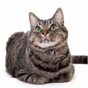 Grey Tabby Cat Standing Photo Sculpture