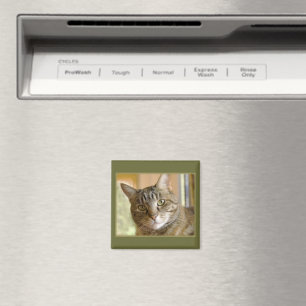 Grey Tabby Close Up Photograph Magnet
