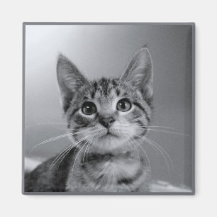 Grey Tabby Kitten Magnet