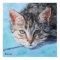 Grey Tan Tabby Cat Portrait