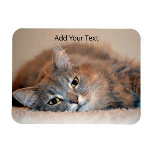 Grey, Tan, White Long-Haired Cat by Shirley Taylor Magnet