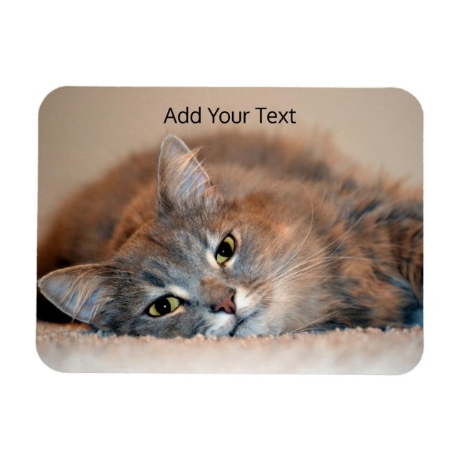 Grey, Tan, White Long-Haired Cat by Shirley Taylor Magnet (Horizontal)