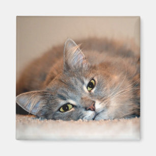Grey, Tan, White Long-Haired Cat by Shirley Taylor Magnet