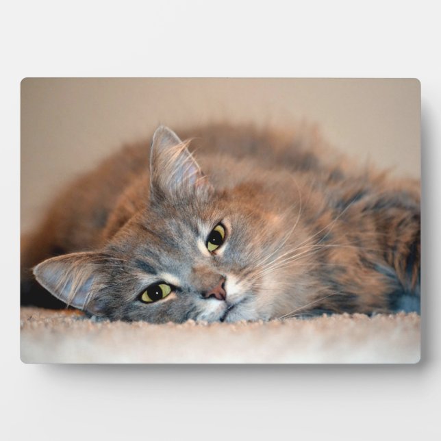 Grey, Tan, White Long-Haired Cat by Shirley Taylor Plaque (Front)