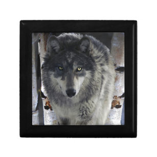 Grey Timber Wolf & Trees Wildlife Art Gift Box