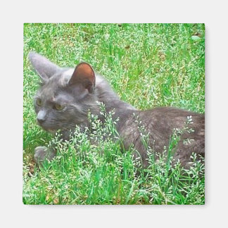Grey Tortie Cat Magnet