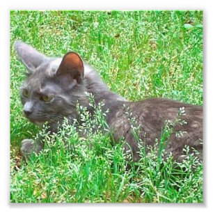 Grey Tortie Cat Photo Print