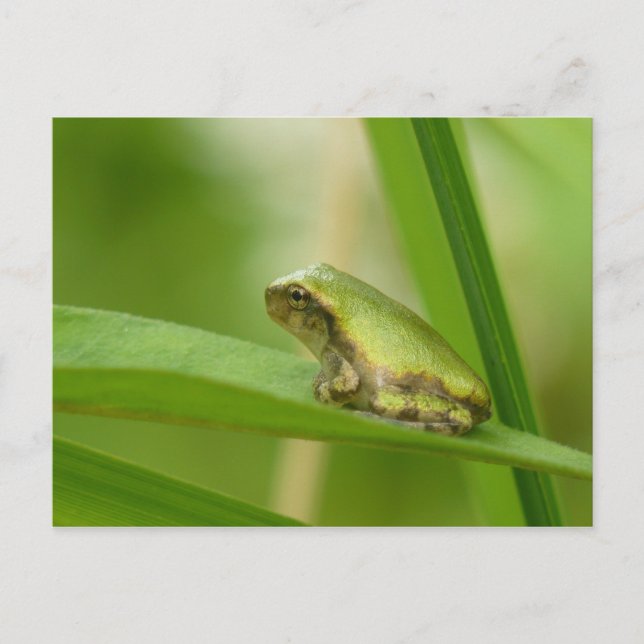 Grey Tree Frog Postcard. Postcard (Front)