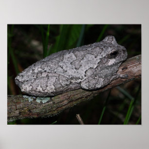 Grey Tree Frog Poster