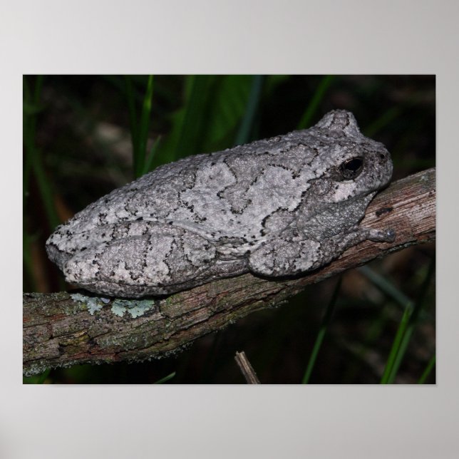 Grey Tree Frog Poster (Front)