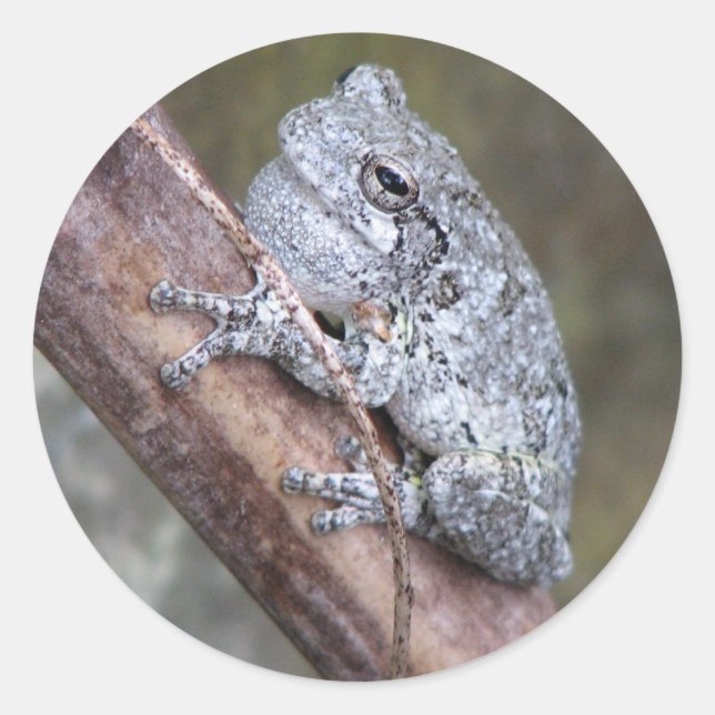 Grey Tree Frog Sticker (Front)