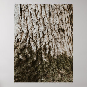 Grey tree trunk poster