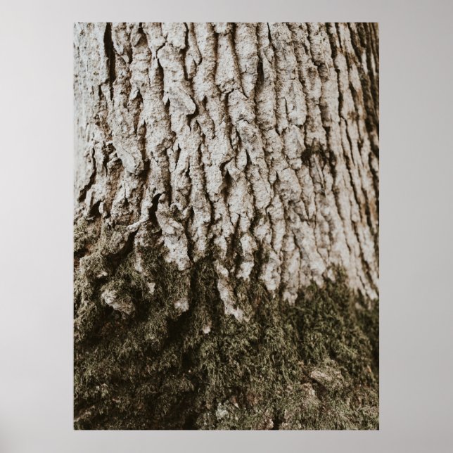 Grey tree trunk poster (Front)