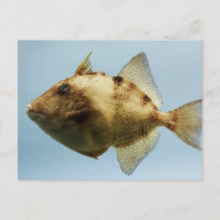 Grey Triggerfish