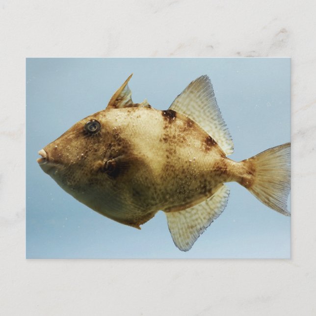 Grey Triggerfish Postcard (Front)