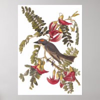 Grey Tyrant Kingbird Audubon Vintage Art Bookplate