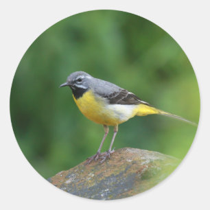 Grey Wagtail - bird Classic Round Sticker
