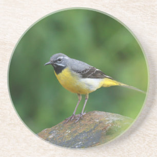 Grey Wagtail - bird Coaster