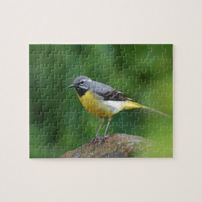 Grey Wagtail - bird Jigsaw Puzzle (Horizontal)