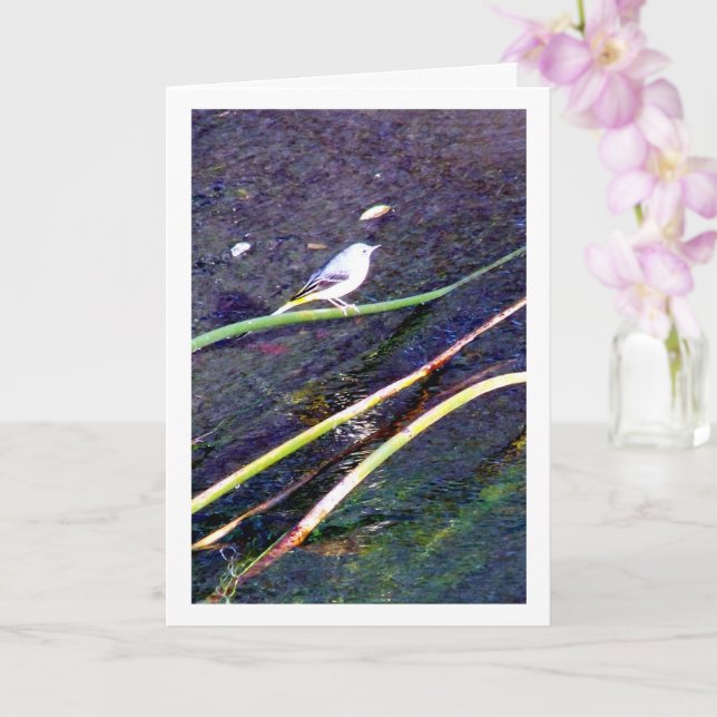 Grey Wagtail Portrait Card (Orchid)