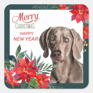 Grey Weimaraner Poinsettia Bouquet Christmas Square Sticker