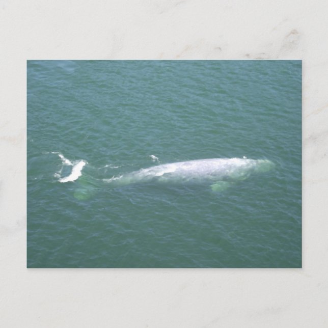 Grey Whale Postcard (Front)