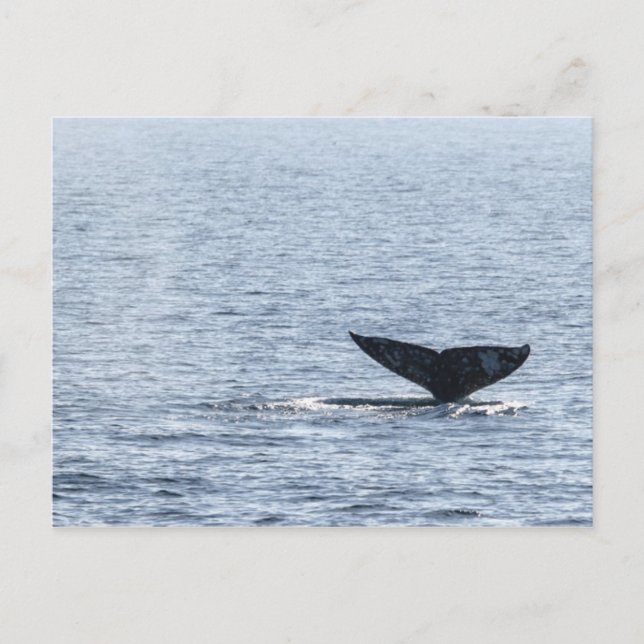Grey Whale Tail Postcard (Front)