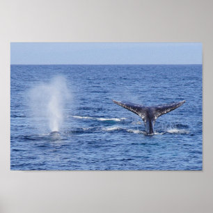 Grey Whales Tail Fluke and Blow - Print