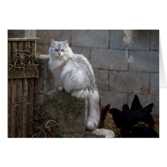 Grey-White Angora Cat (Front Horizontal)