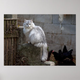 Grey-White Angora Cat Poster