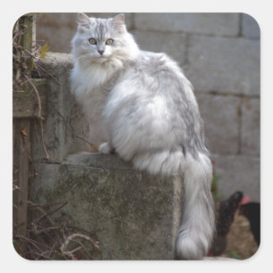 Grey-White Angora Cat Square Sticker