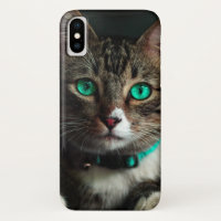 Grey & White Cat with Blue Eyes & Matching Collar