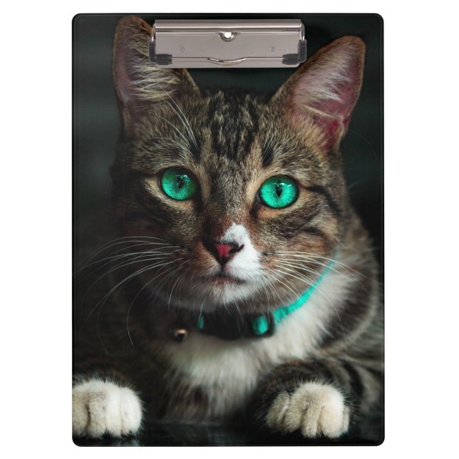 Grey & White Cat with Blue Eyes & Matching Collar Clipboard (Front)