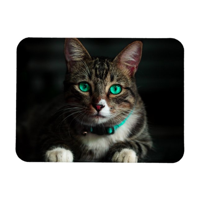 Grey & White Cat with Blue Eyes & Matching Collar Magnet (Horizontal)