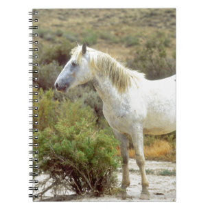 Grey Wild Horse, Rock Springs, Wyoming Notebook