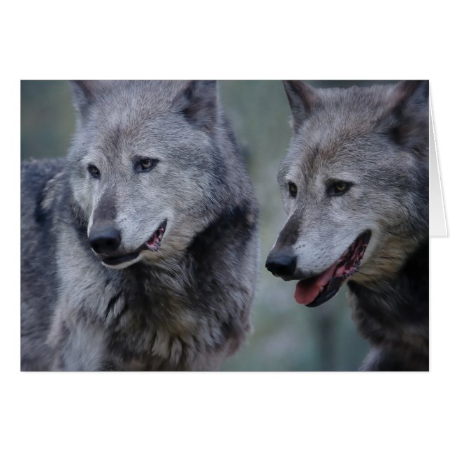 Grey wolf (Front Horizontal)