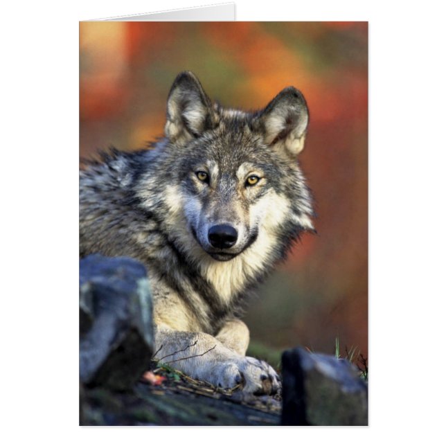 Grey wolf (Front)
