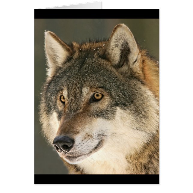 Grey Wolf (Front)