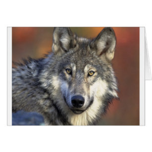 Grey Wolf