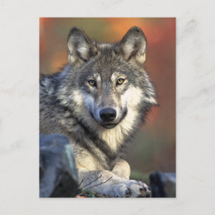 Grey Wolf Art Postcard