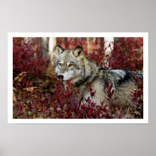 Grey Wolf Art Print Poster
