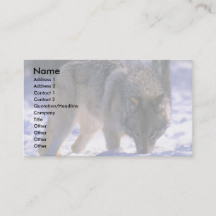 Grey Wolf at edge of snowy forest, eye contact Business Card