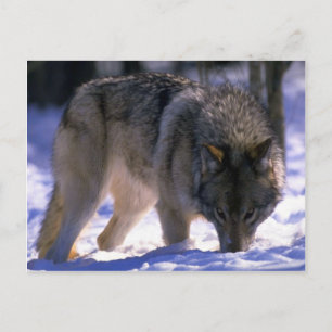 Grey Wolf at edge of snowy forest, eye contact Postcard
