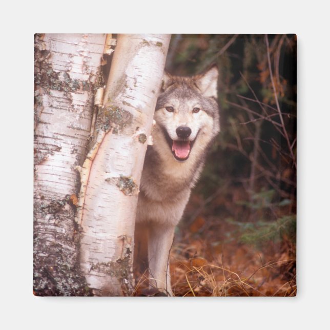 Grey Wolf Behind a Tree Magnet (Front)