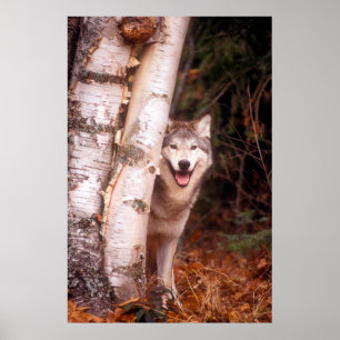 Grey Wolf Behind a Tree Poster